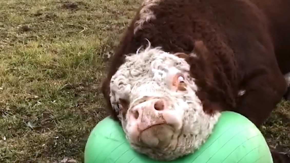Cow Puppies