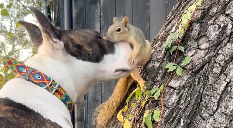 Dog Squirrel Best Friends