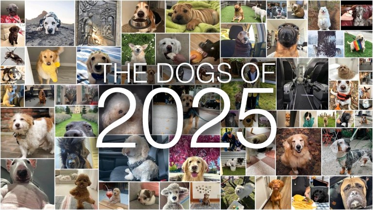 Dogs of 2025