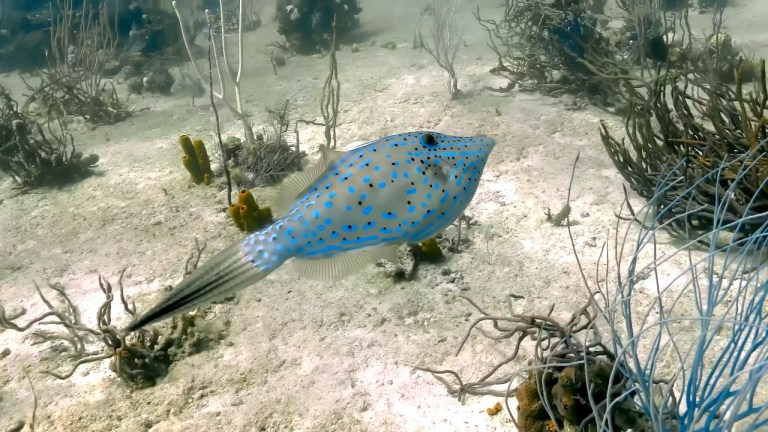 How Marine Animals Sleep Underwater