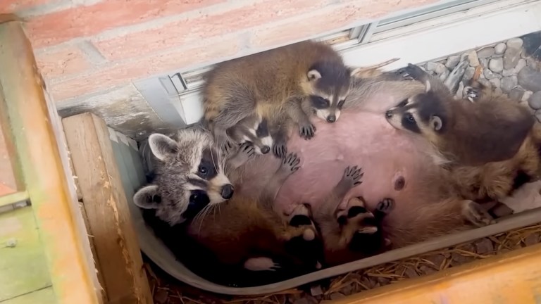 Mama Raccoon Relocates Babies