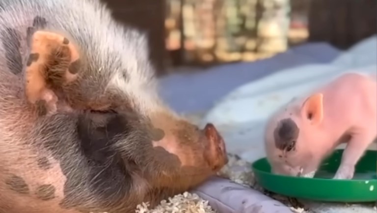 Piglet Mama Reunited