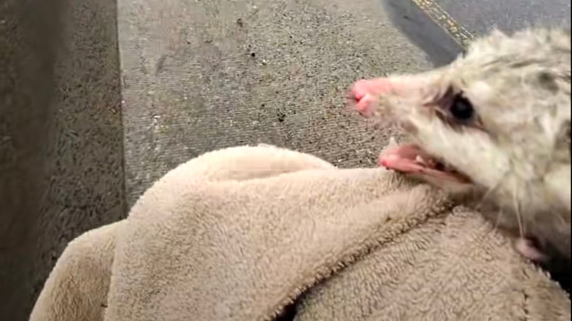 Animal Rescuer Saves Stranded Possum From the Median of NYC’s Cross Island Parkway