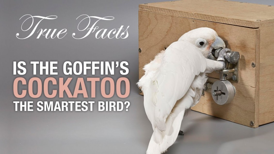 A Humorous Look at How Goffin’s Cockatoos Use Tools to Solve Problems
