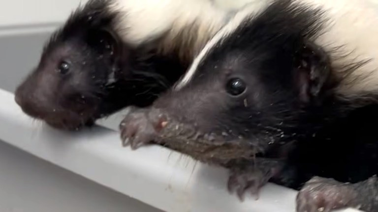 Baby Skunks Spray War