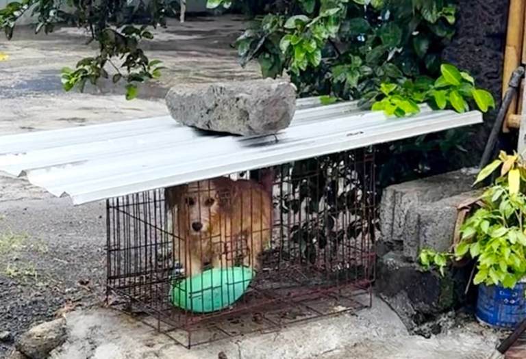 Caged Dog Finds Freedom
