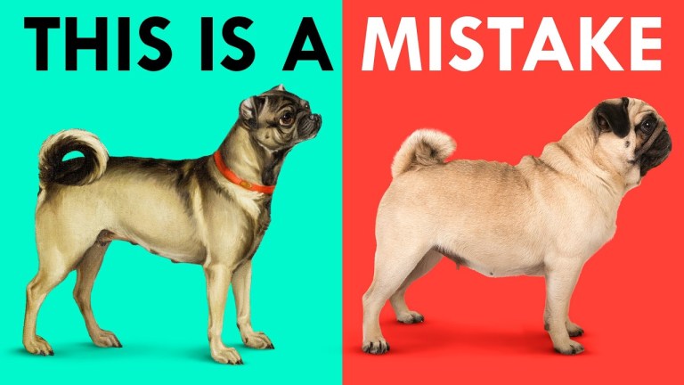 Dog Inbreeding Mistakes