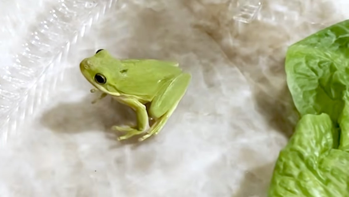 Frog in Salad