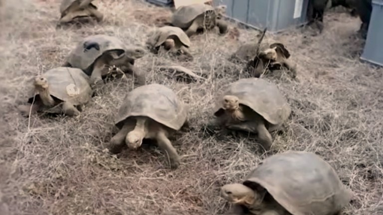 Giant Galapagos tortoises Return