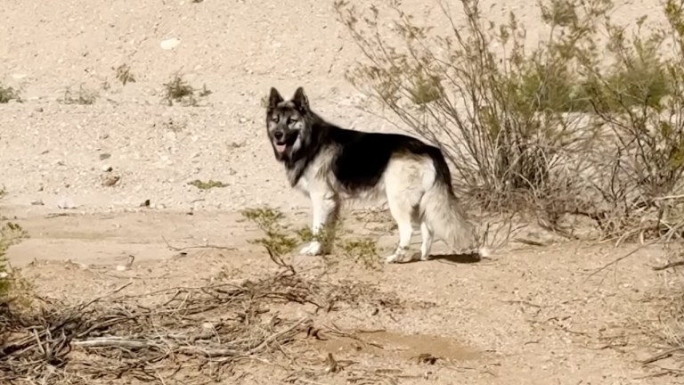 Heartbroken Dog Adopted After Deportaion