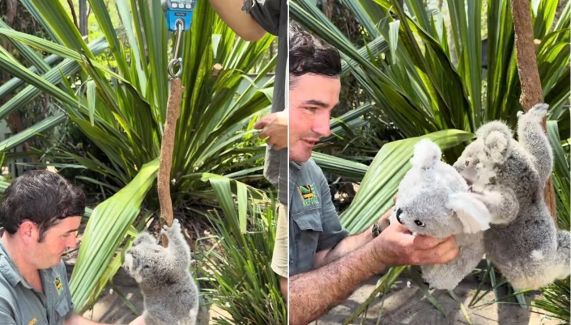 How to Weigh a Teeny Tiny Baby Koala