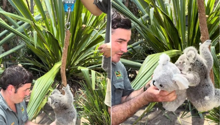 How to Weigh Koala
