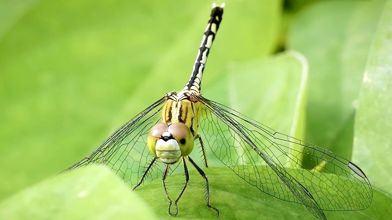 How Insects With Compound Eyes See the World