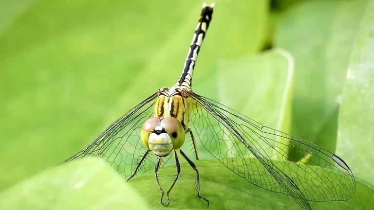 Insect Compound Eyes