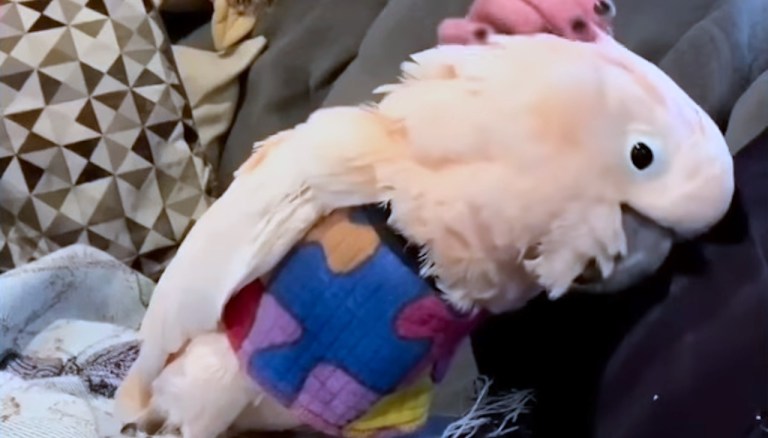 Loud Cockatoo Finds Loving Home