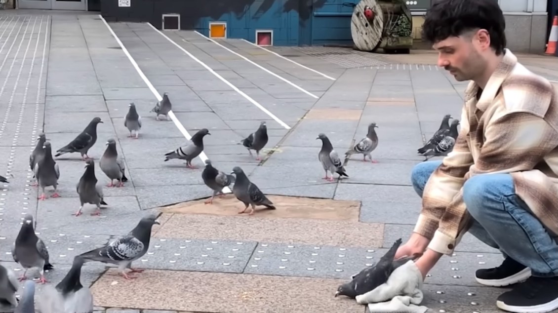 Caring Man Spends His Free Time Removing Painful Hair and String Entangled Around Pigeons’ Feet