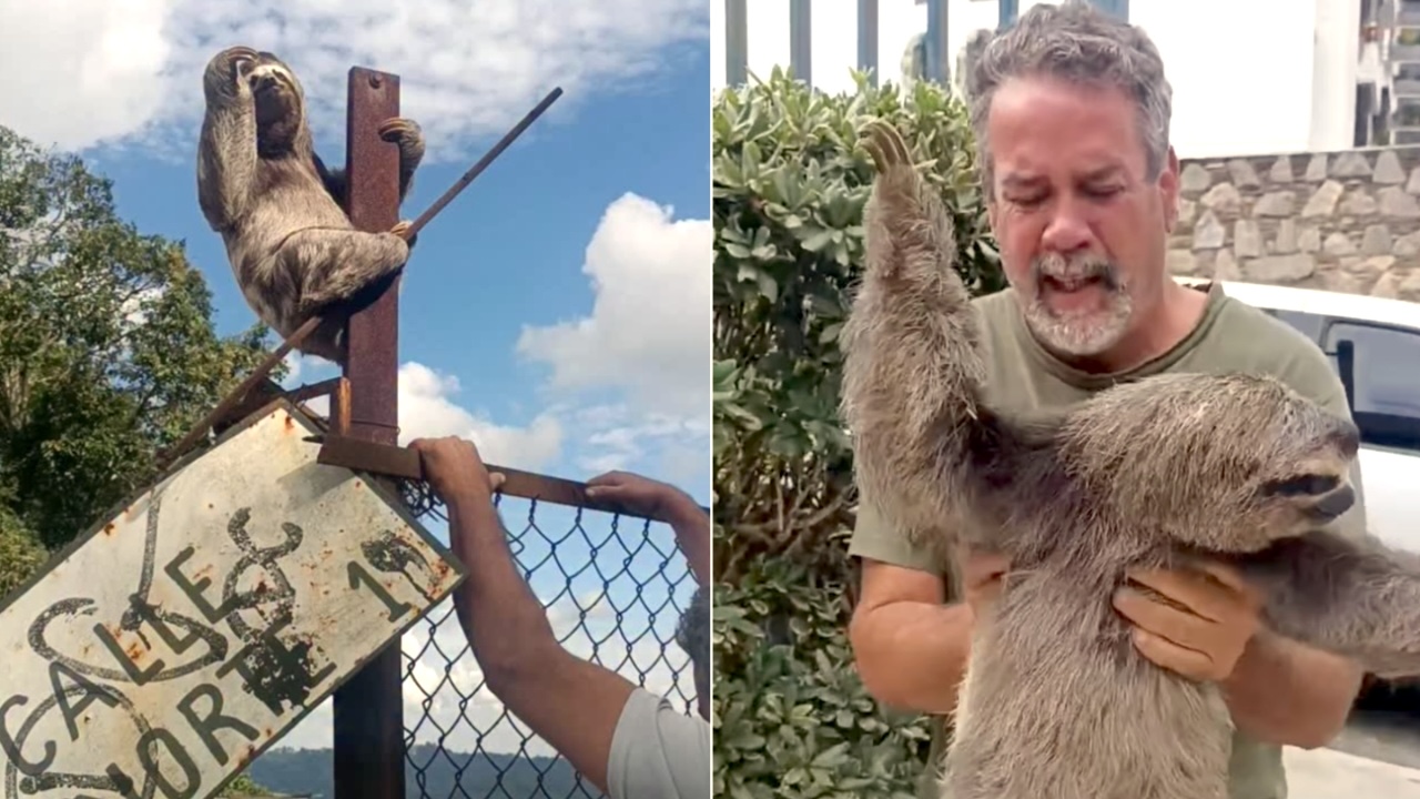 Dedicate Man Rescues Wayward Sloths Who Hang Around Miranda, Venezuela