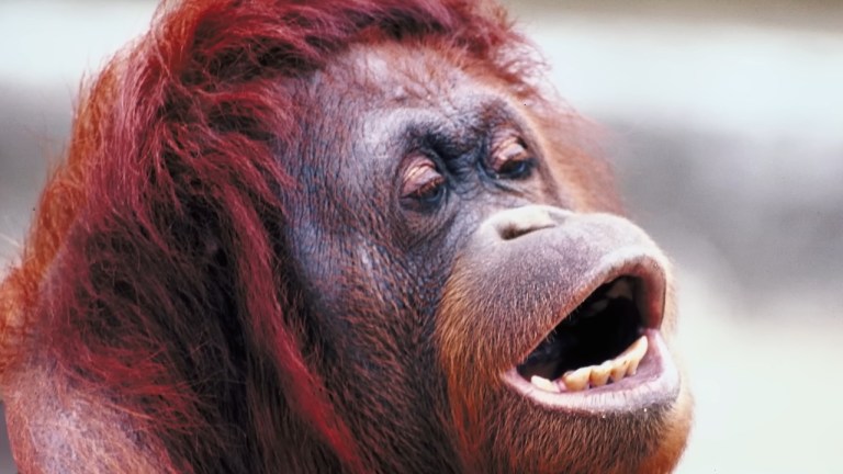 Orangutan Communication