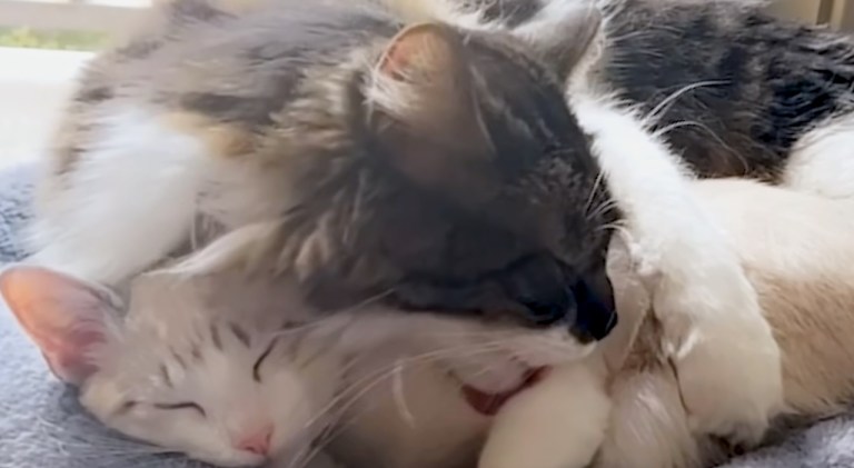 Plushie Replaced With Real Cat