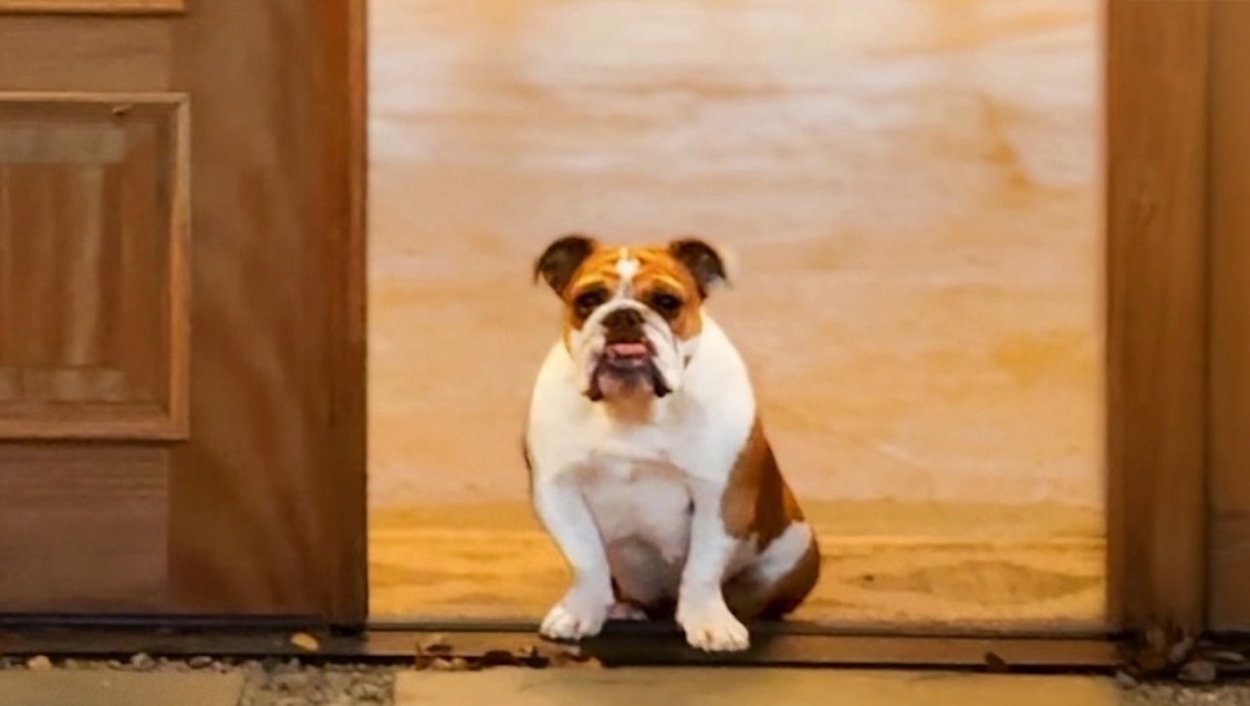 Kind Woman Gives a Loving Home to an Abandoned English Bulldog Who Showed Up at Her Farm