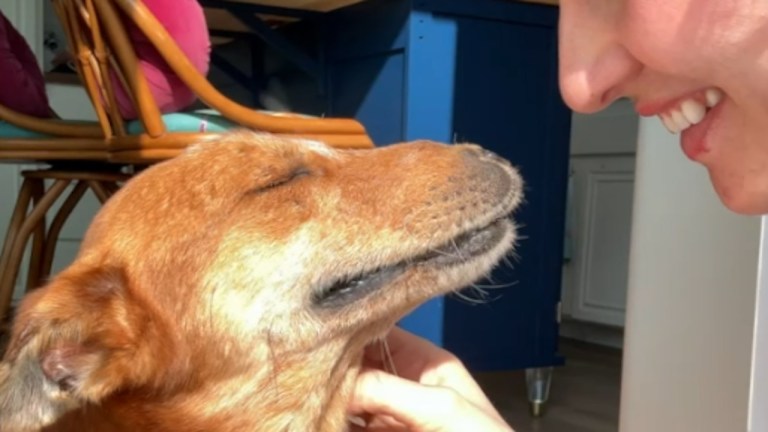 Rescued Dog Purrs Like Cat