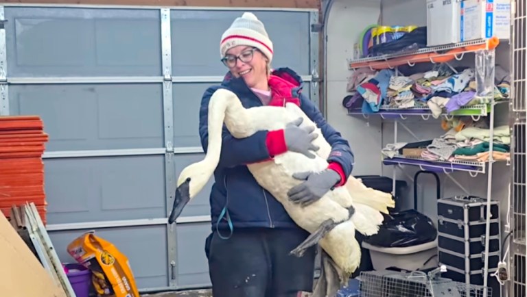 Saving Injured Swan
