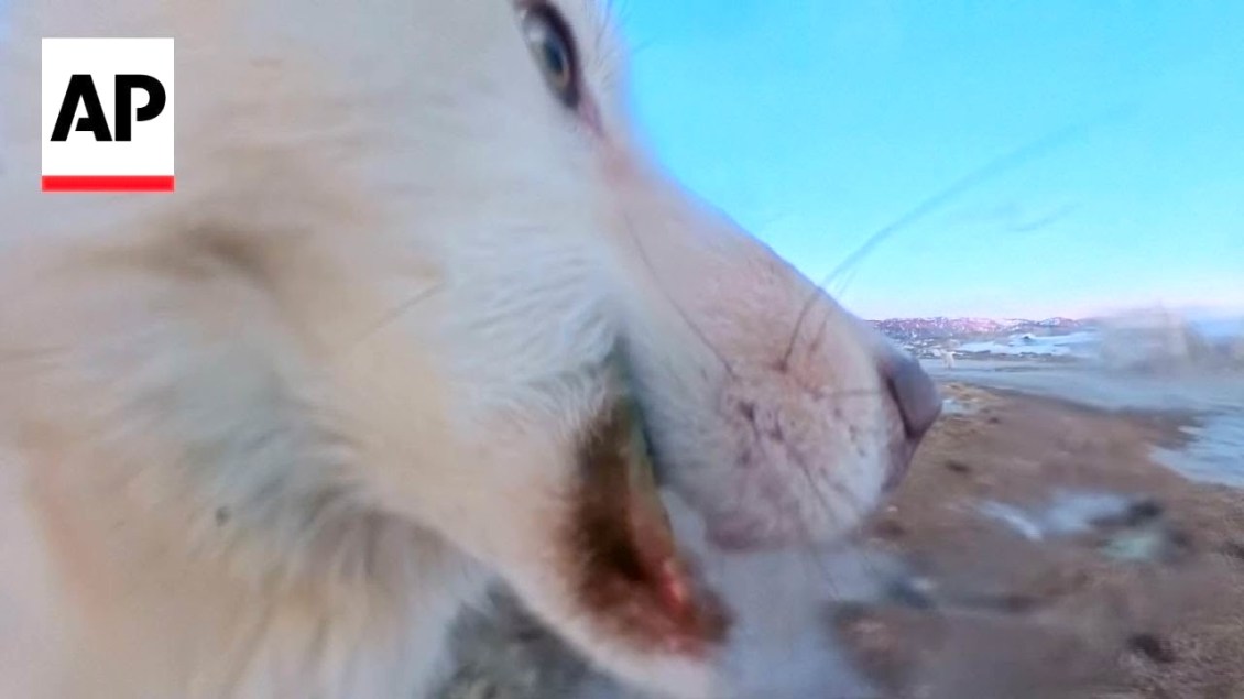Mischievous Greenland Sled Dog Steals AP News 360° Camera and Turns It Into an Expensive Chew Toy