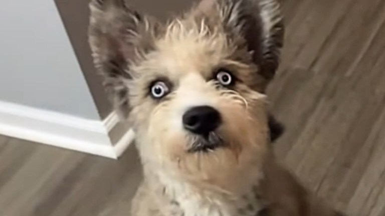 Special Needs Dog Piercing Eyes