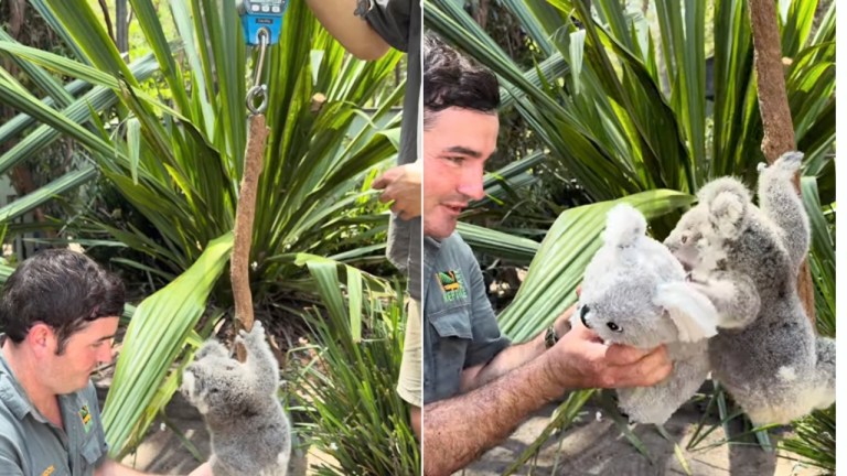Weighing Koala