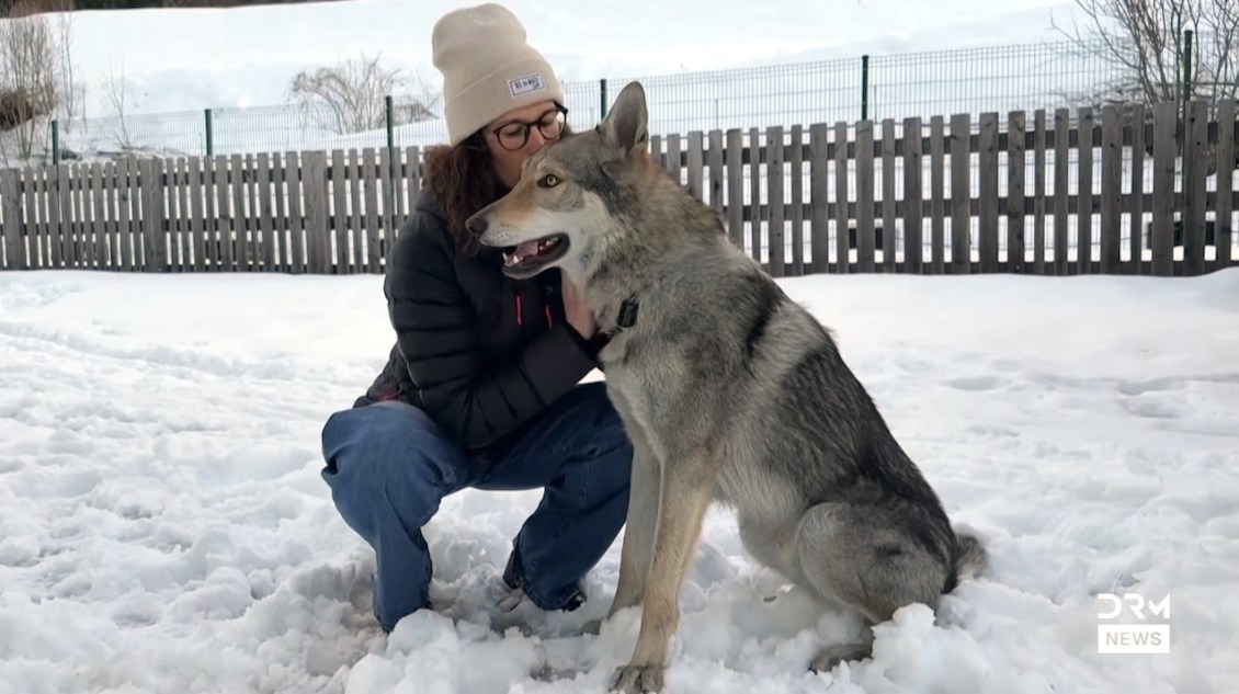 How a Dog Mistaken for a Wolf Ended Up Running With Cross-Country Skiers at the 2026 Winter Olympics
