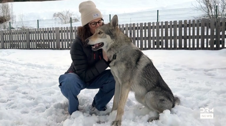 Wolfdog 2026 Winter Olympics