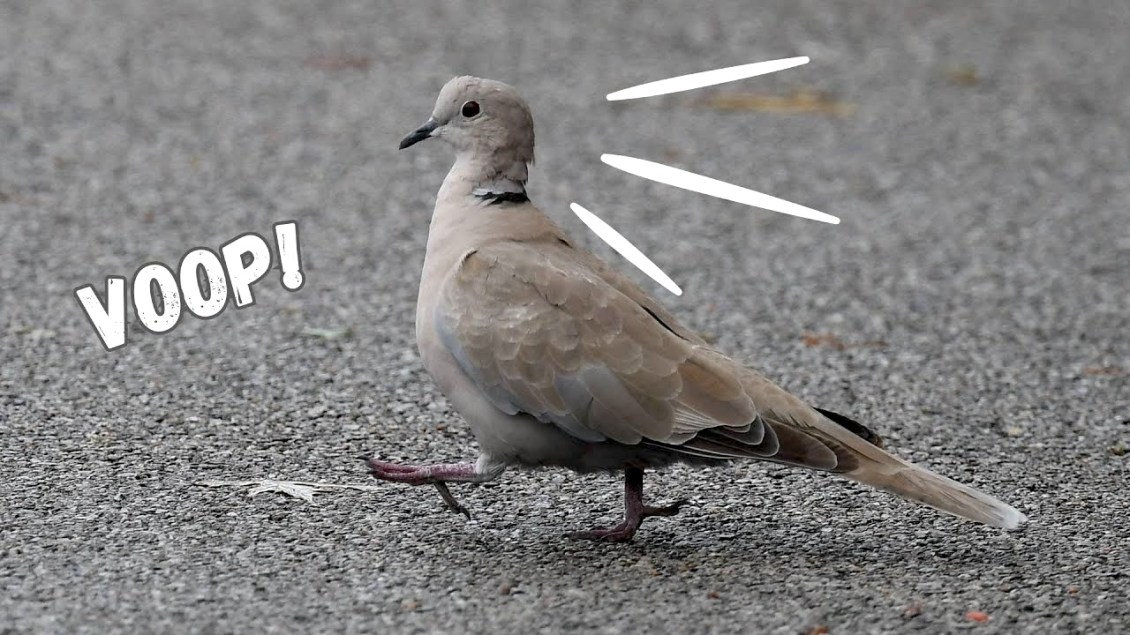 Why Birds Bob Their Heads When They Walk