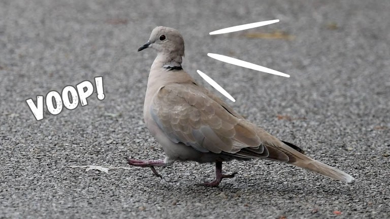 Bird Bobs Head When Walking