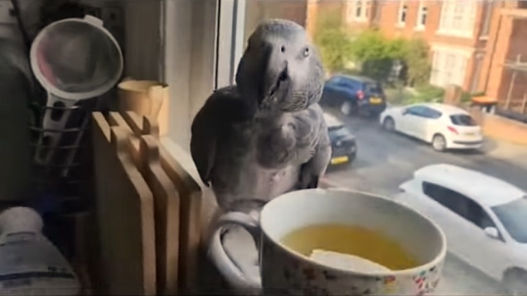 Bird Coughs for Tea