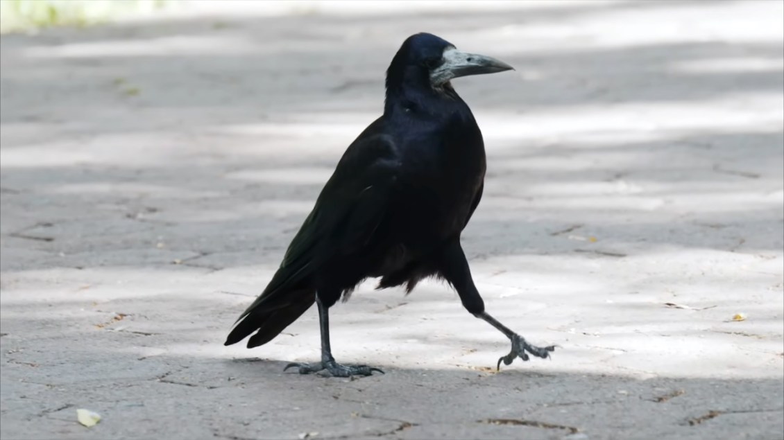 Why Some Birds Walk While Others Hop