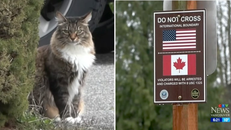 Border Crossing Cat
