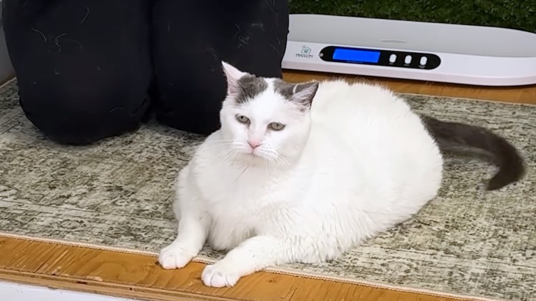 Chonky Cat Weight Loss