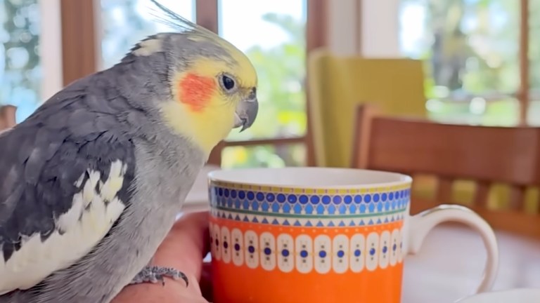 Cockatiel Emotional Support Mug