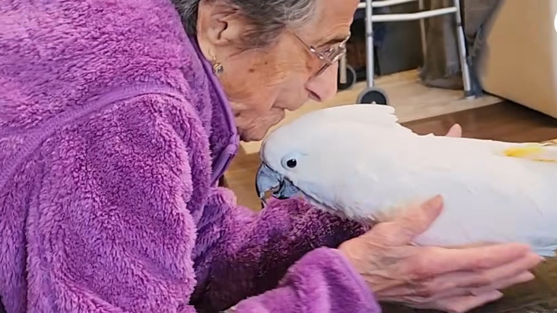 Surrendered Cockatoo Makes Beeline Straight Into the Arms of a 102 Year Old Woman Visiting a Shelter
