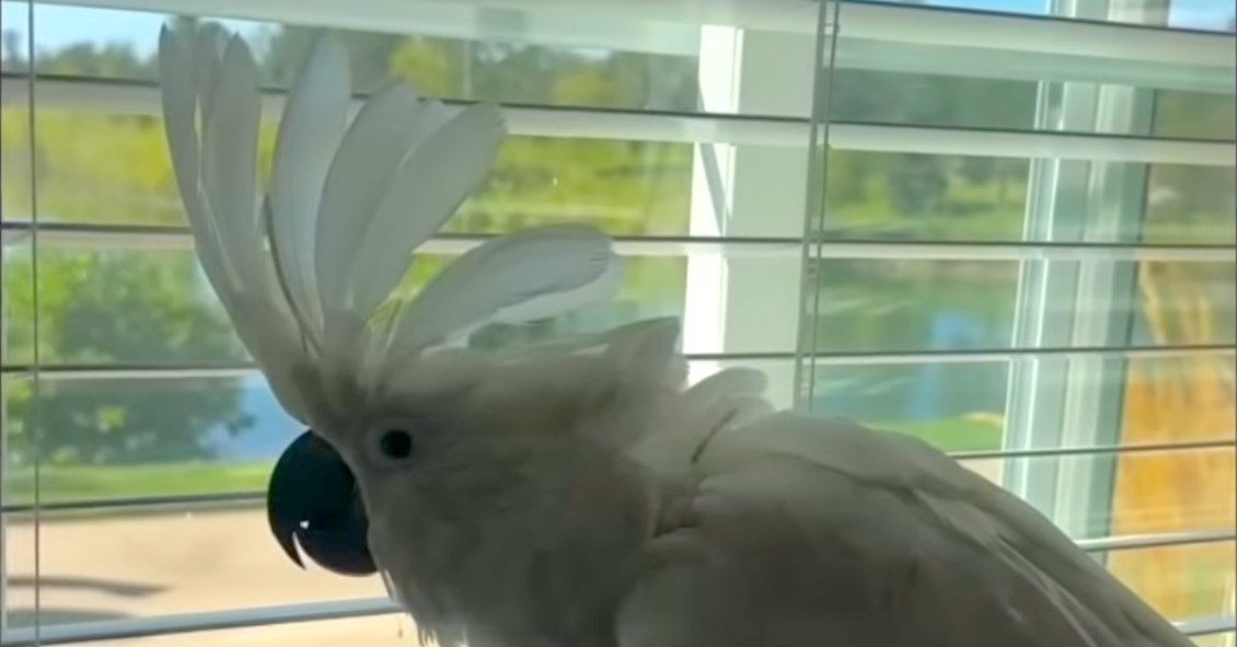 Protective Cockatoo Barks Like a Dog to Warn His Human When Men Visit the House