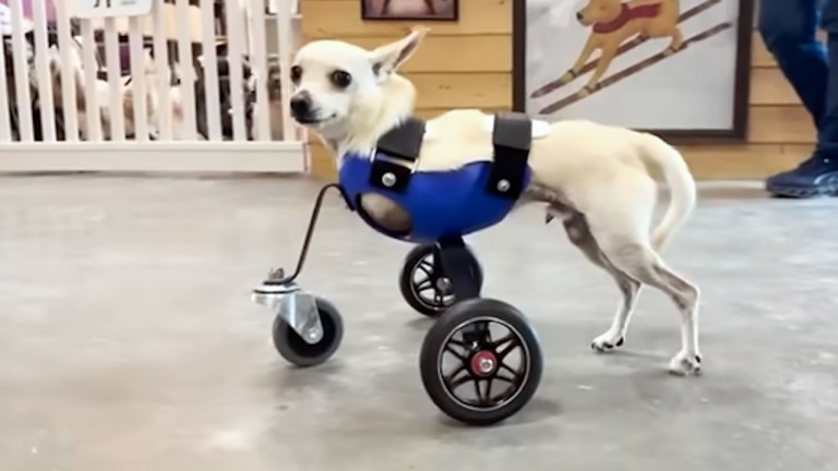 Dog Without Front Legs Gets New Cart