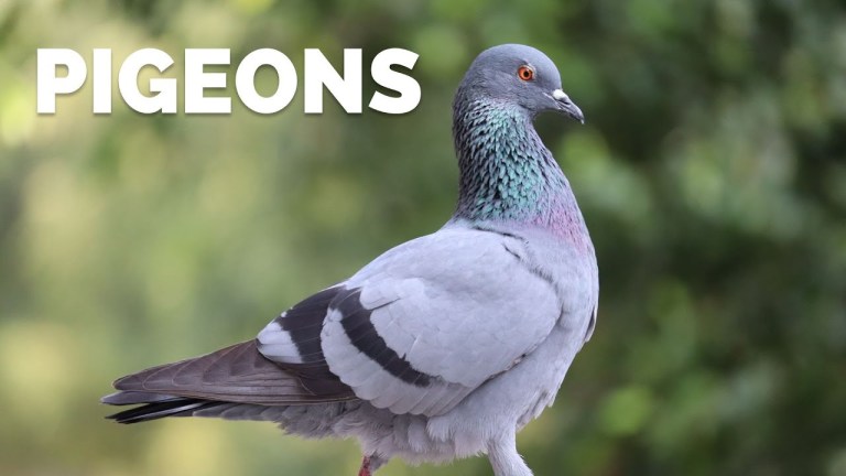 Facts About Pigeons