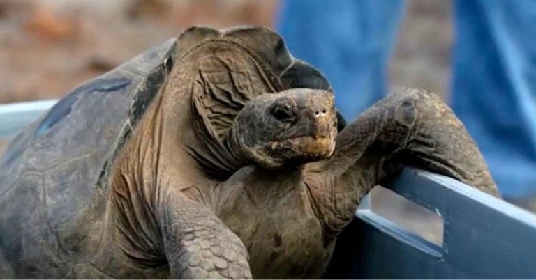 Giant Tortoises Return to Gala?pagos