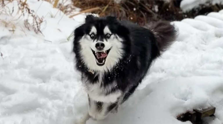 Husky Enjoys Snow