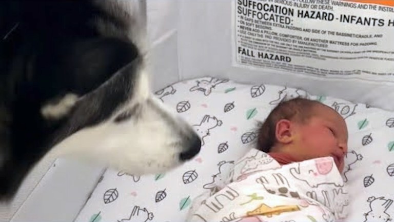 Husky With Newborn Daughter