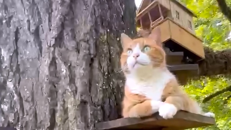 Orange Cat Treehouse