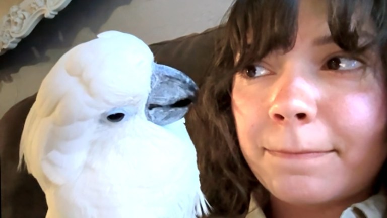 Sad Cockatoo Human Reading