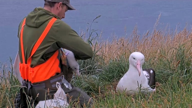 Weighing Albatross Chick Bag Scale
