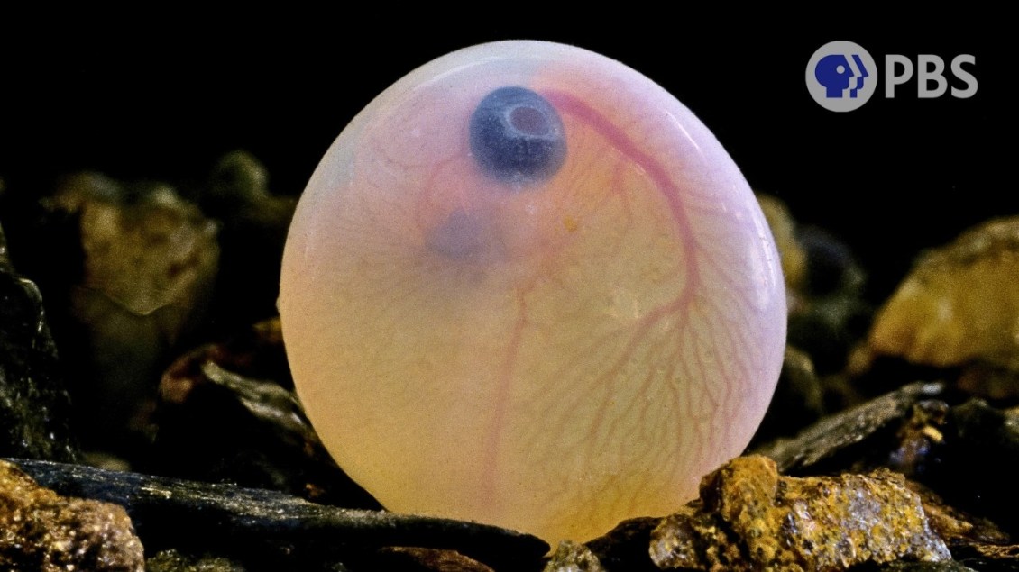 Why Humans and Most Mammals Don’t Lay Eggs