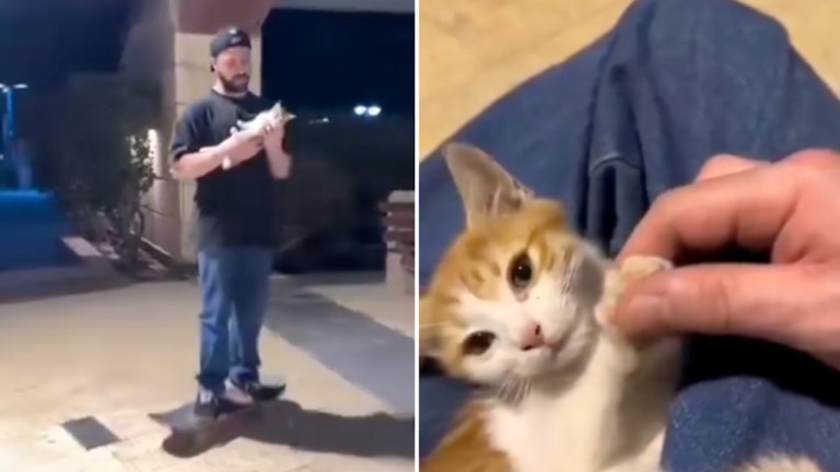 skateboarder injured kitten rescue